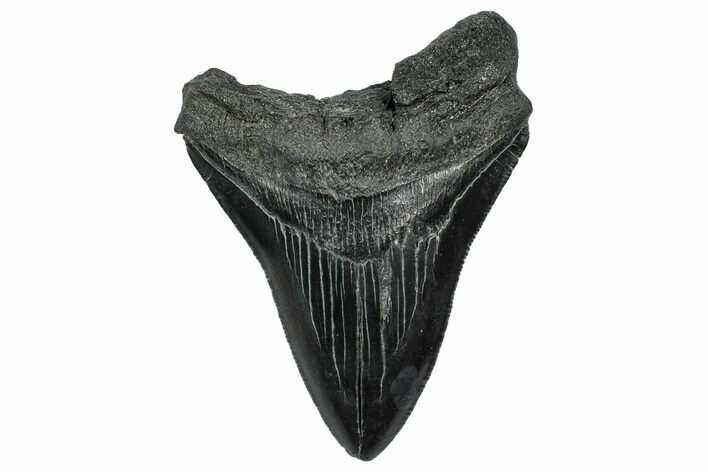 Serrated, Fossil Megalodon Tooth - South Carolina #332269